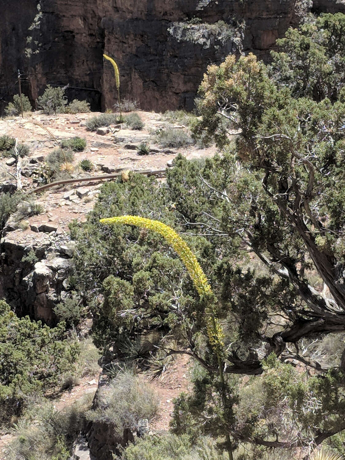 Image of Utah agave