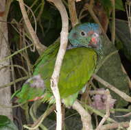 Image of Blue-headed Parrot