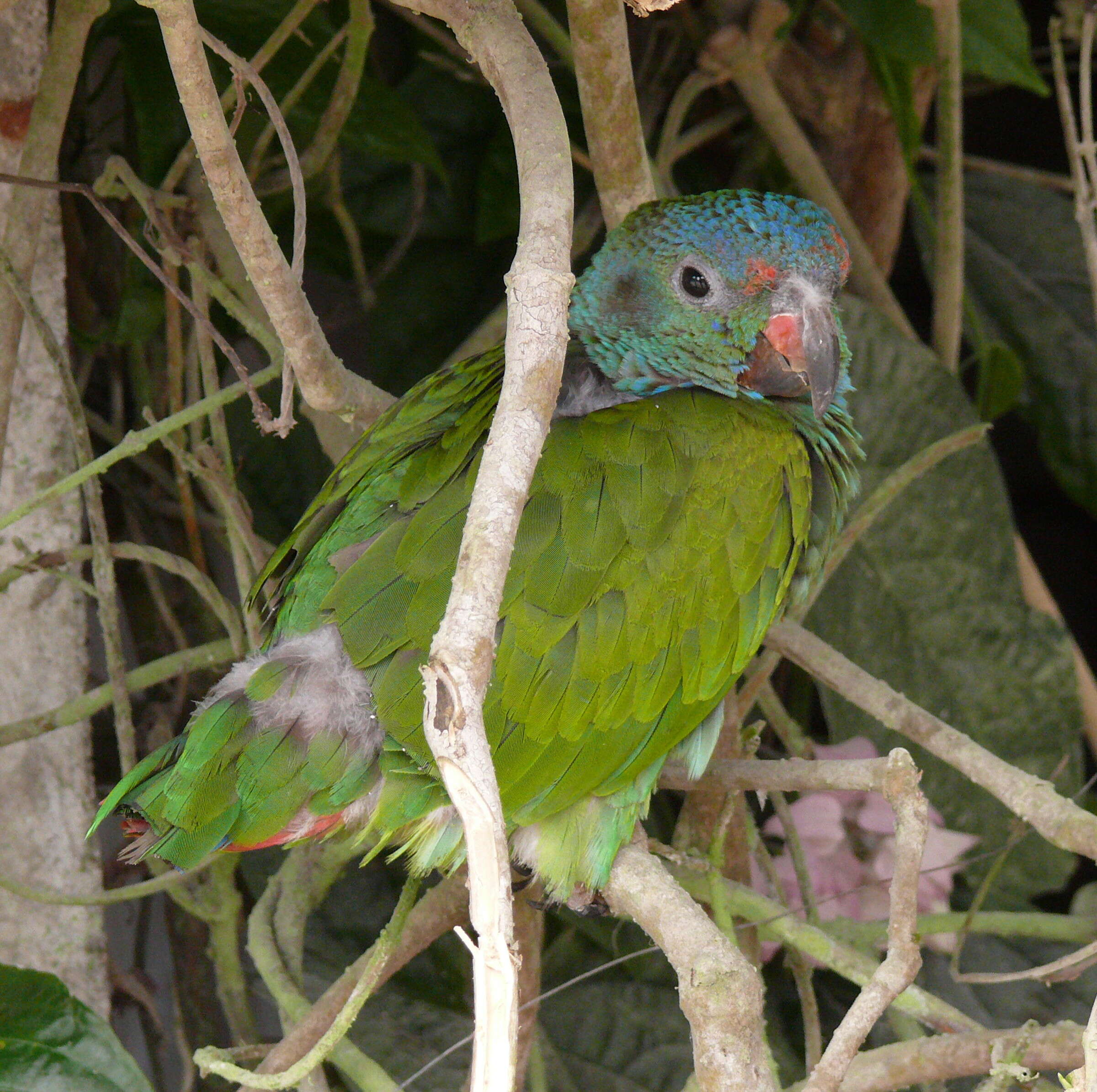 Image of Blue-headed Parrot