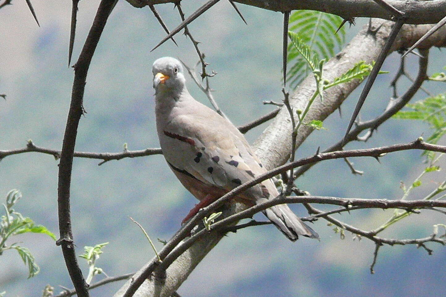 Image of Columbina Spix 1825