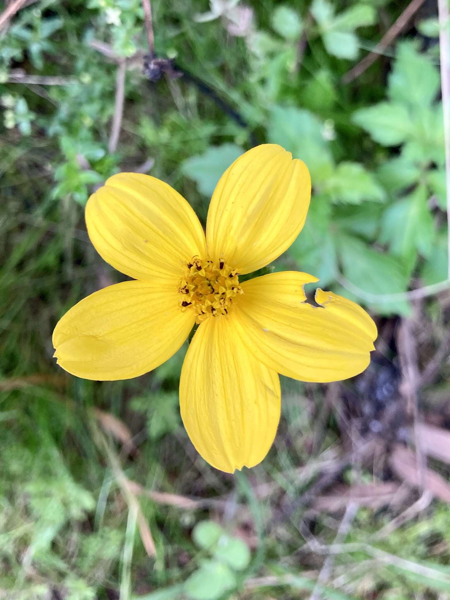 صورة Bidens ostruthioides (DC.) Sch. Bip.