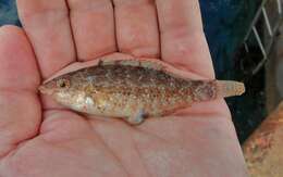 Image of Grey Wrasse