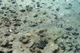 Image of Bluespotted cornetfish