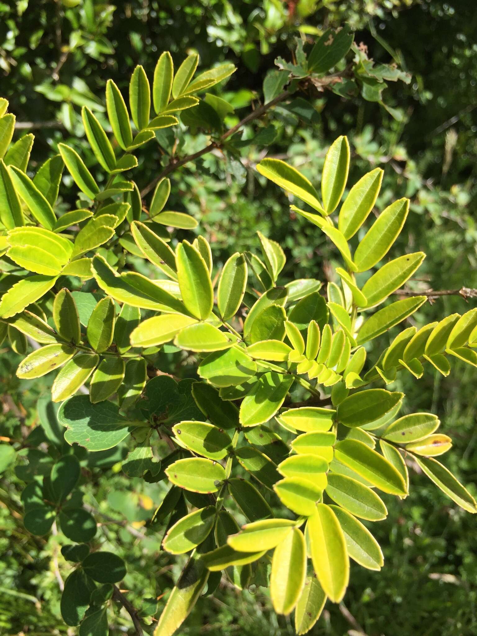 Image of Campsidium valdivianum Skottsb.