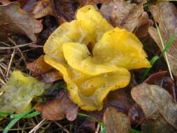 Image of Witches butter