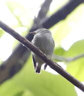 Image of Dwarf Tyranneutes