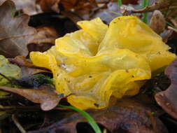 Image of Witches butter