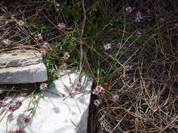 Lobelia jasionoides var. jasionoides resmi