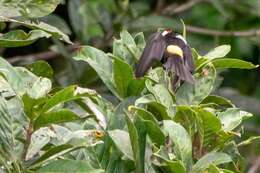 Image of Flame-crested Tanager