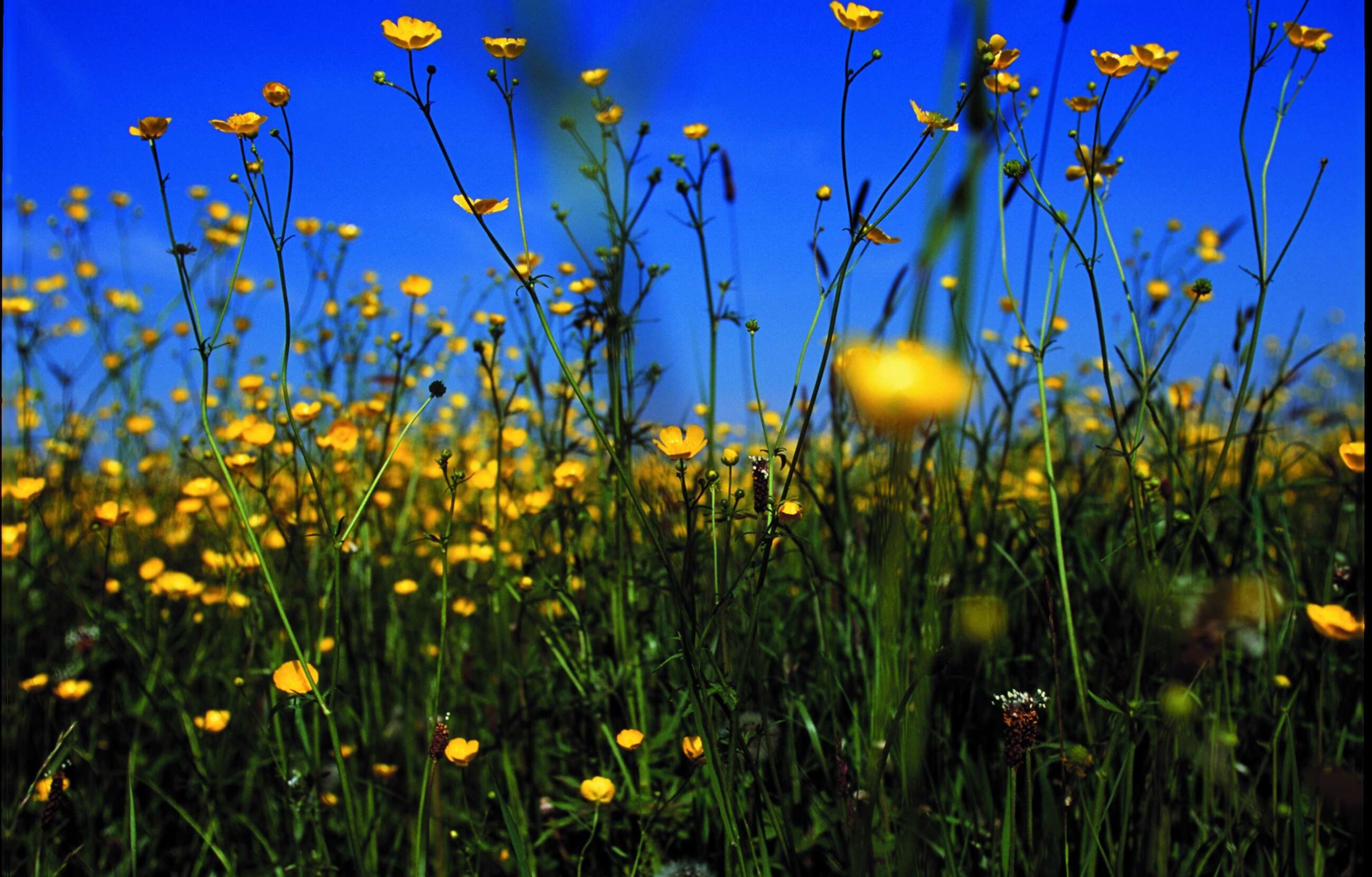 Imagem de Ranunculus acris L.