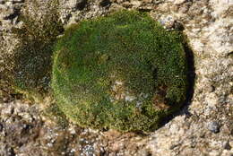 Image of eucladium moss