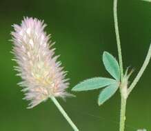 Imagem de Trifolium arvense L.