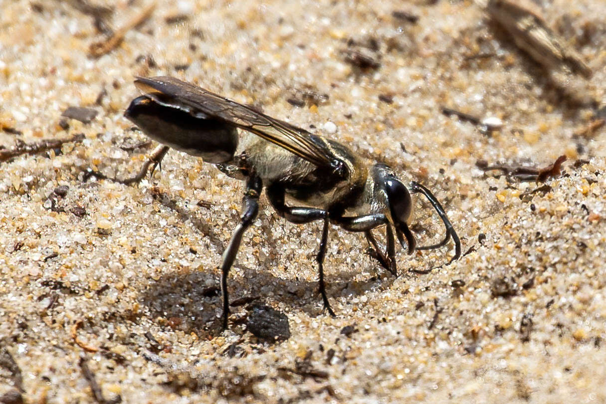 Image of Sphex ermineus Kohl 1890