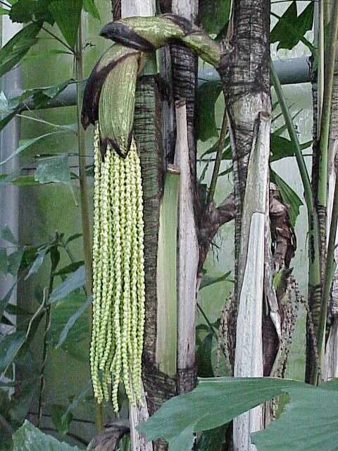 Image of Burmese fishtail palm