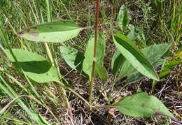 Image of fewleaf sunflower