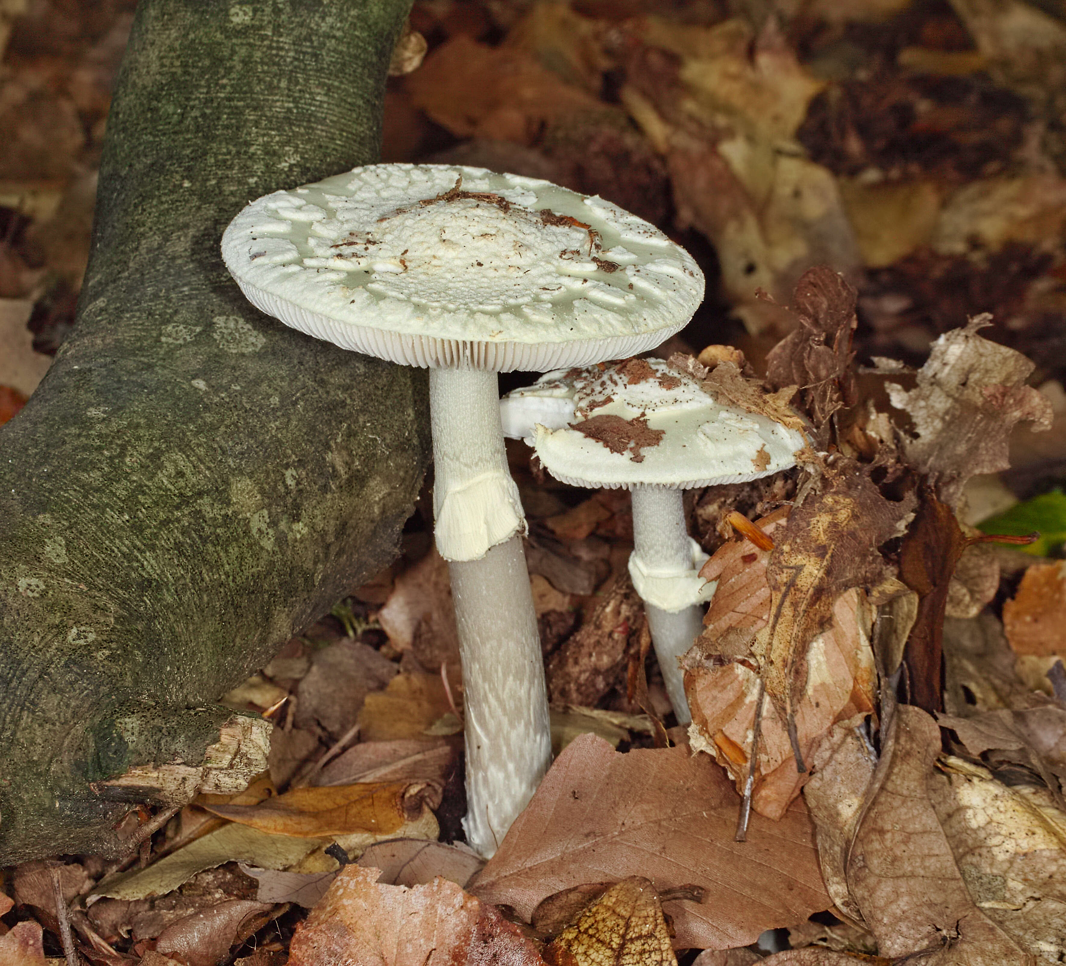 Image of Death cap