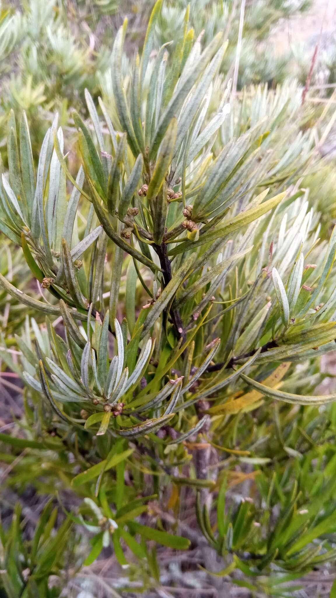 Image of Podocarpus capuronii de Laub.