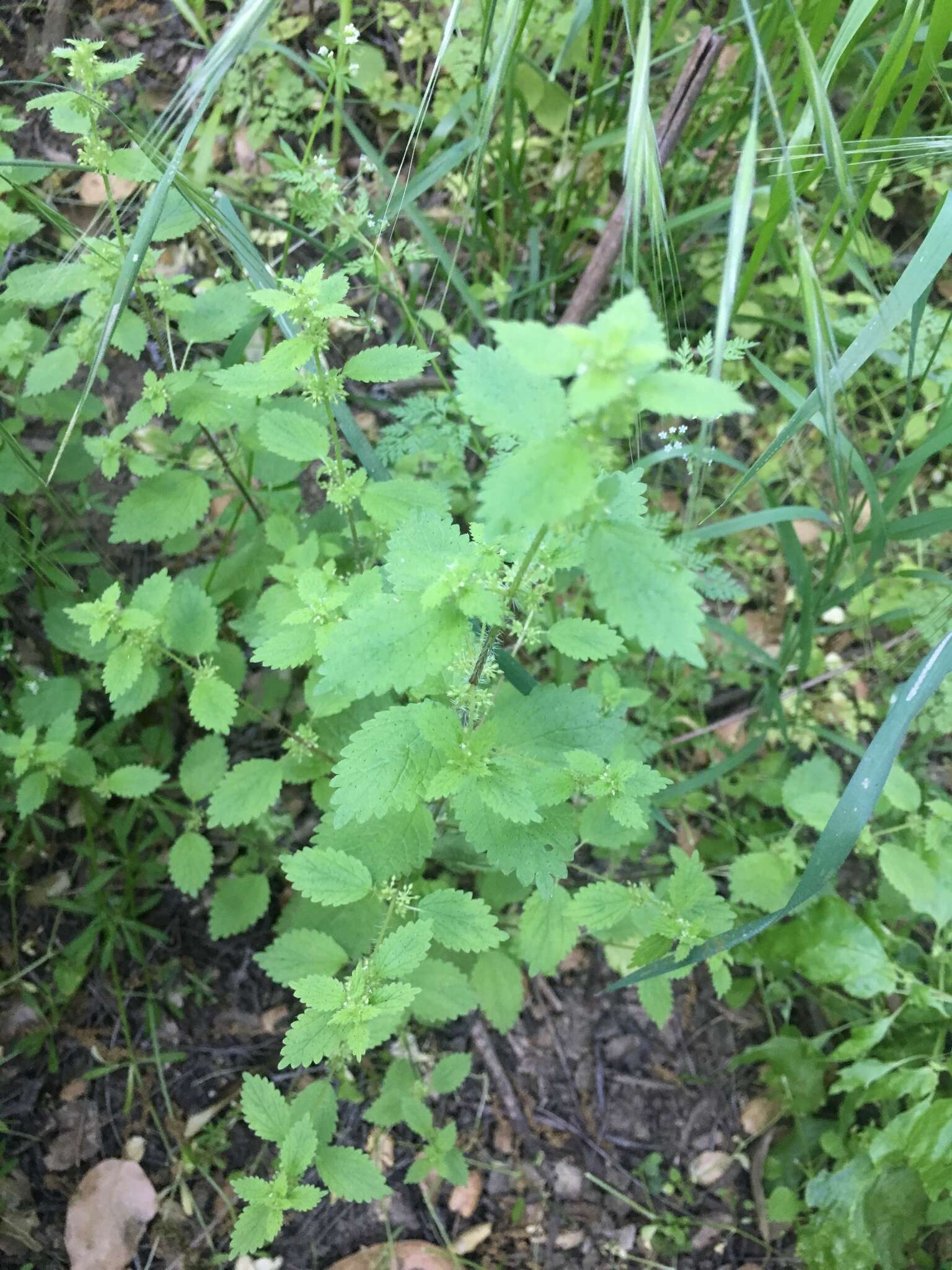 Image of stingingnettle