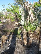 Image of white thatch palm