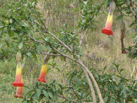 Image of red floripontio