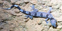 Image of Hemidactylus fasciatus Gray 1842