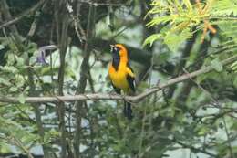 Image of White-edged Oriole