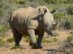 Image of Ceratotherium simum simum