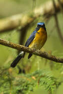 Image of Hill Blue-flycatcher