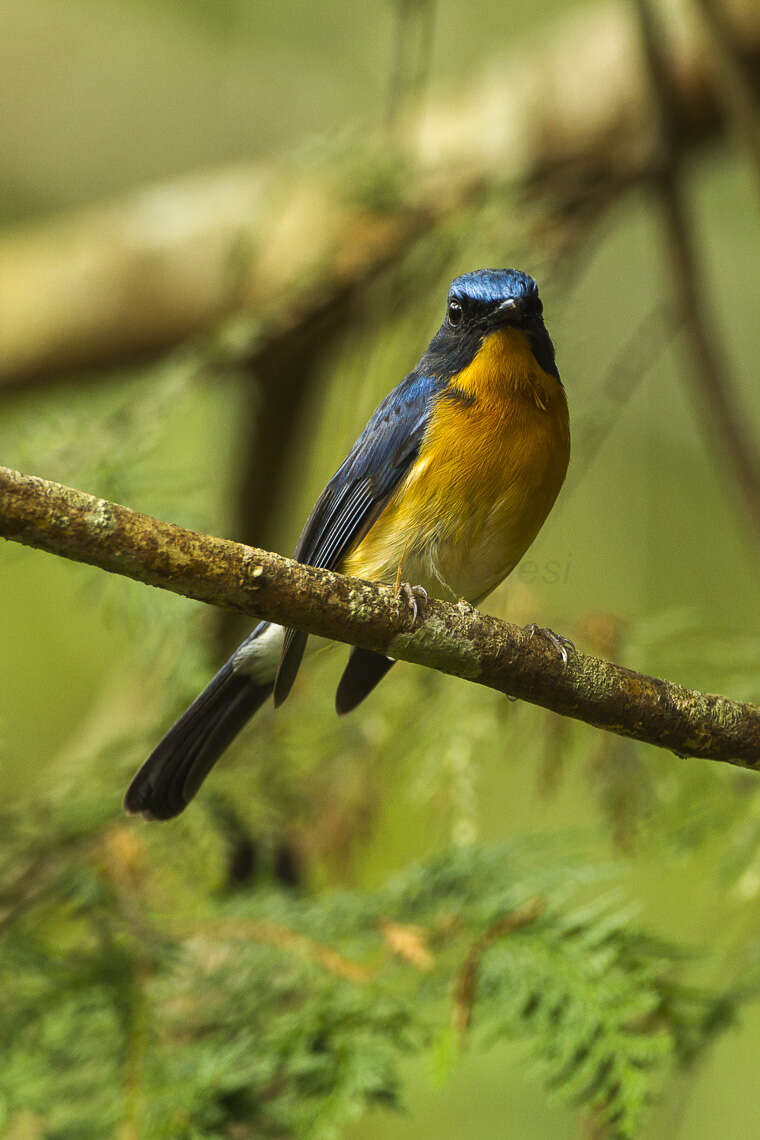 Image of Hill Blue-flycatcher