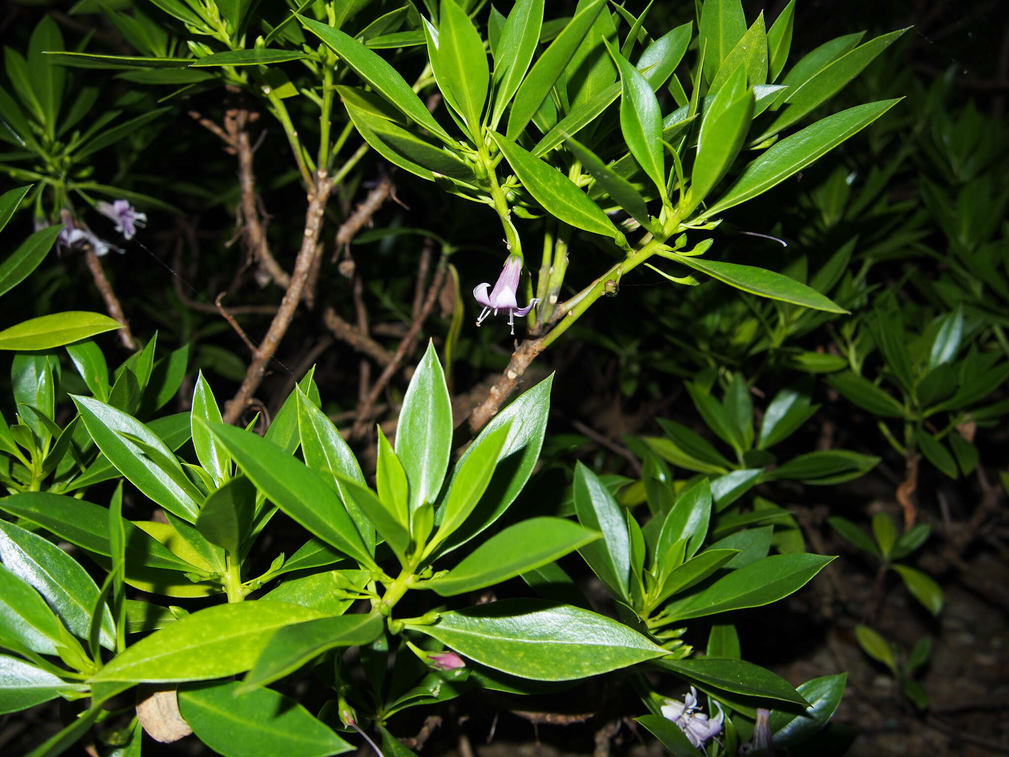 Image de Pentacoelium bontioides Siebold & Zucc.