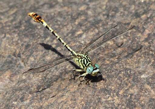 Image of Gorge Claspertail