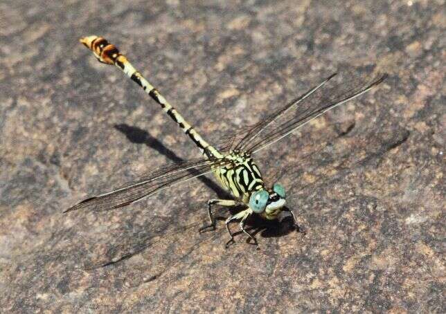 Sivun Onychogomphus supinus Hagen ex Selys 1854 kuva