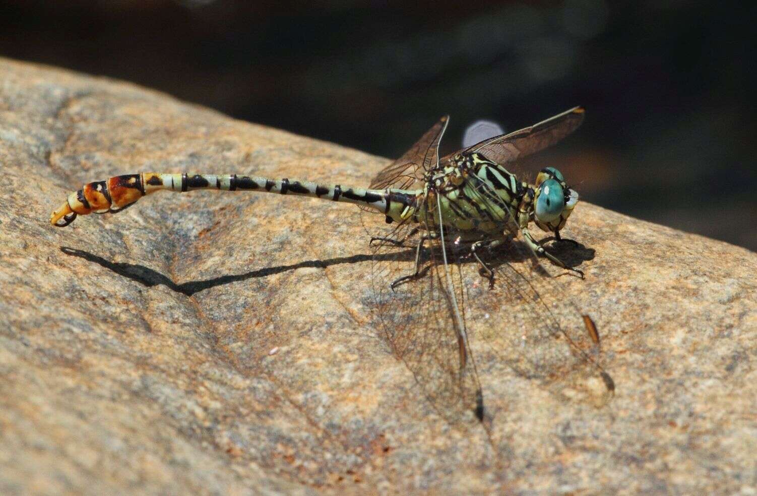 Sivun Onychogomphus supinus Hagen ex Selys 1854 kuva