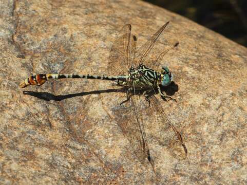 Image of Gorge Claspertail