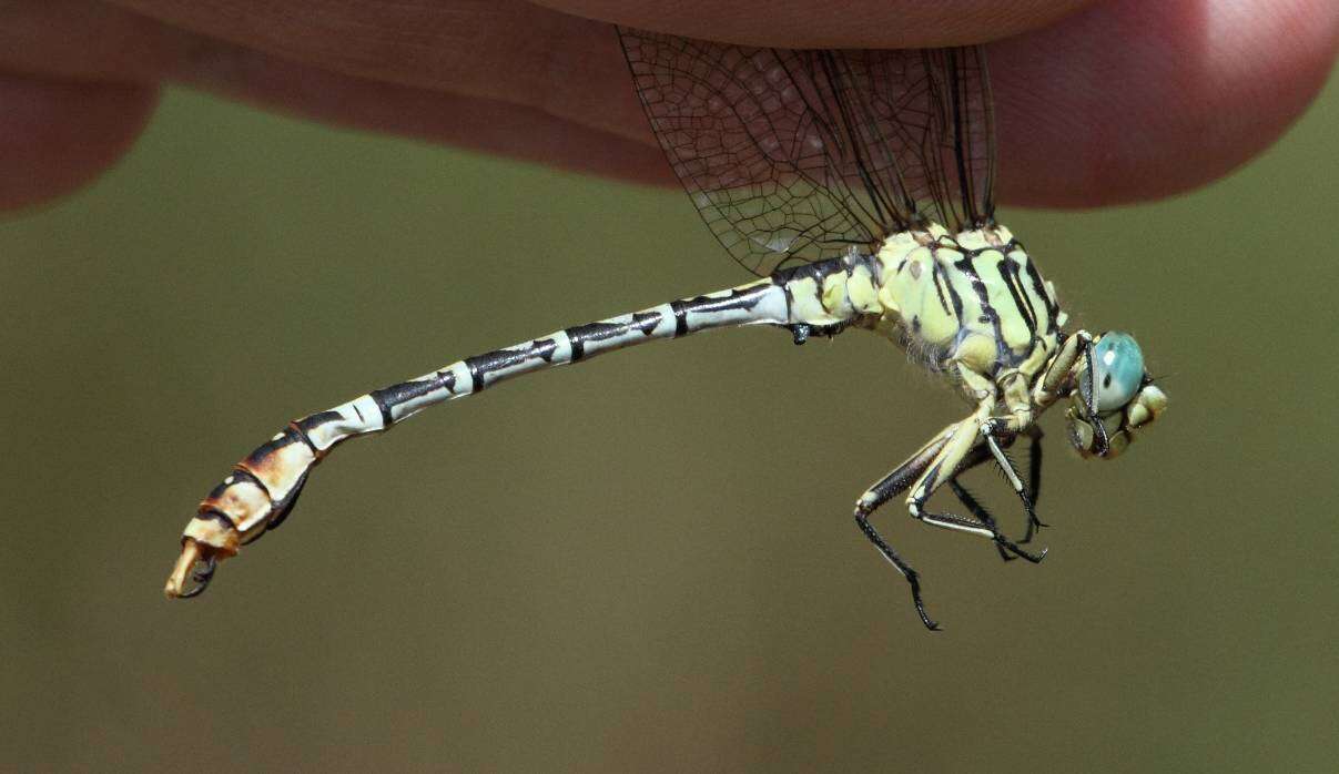 Sivun Onychogomphus supinus Hagen ex Selys 1854 kuva