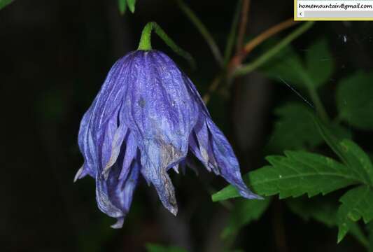 Image of Clematis macropetala Ledeb.