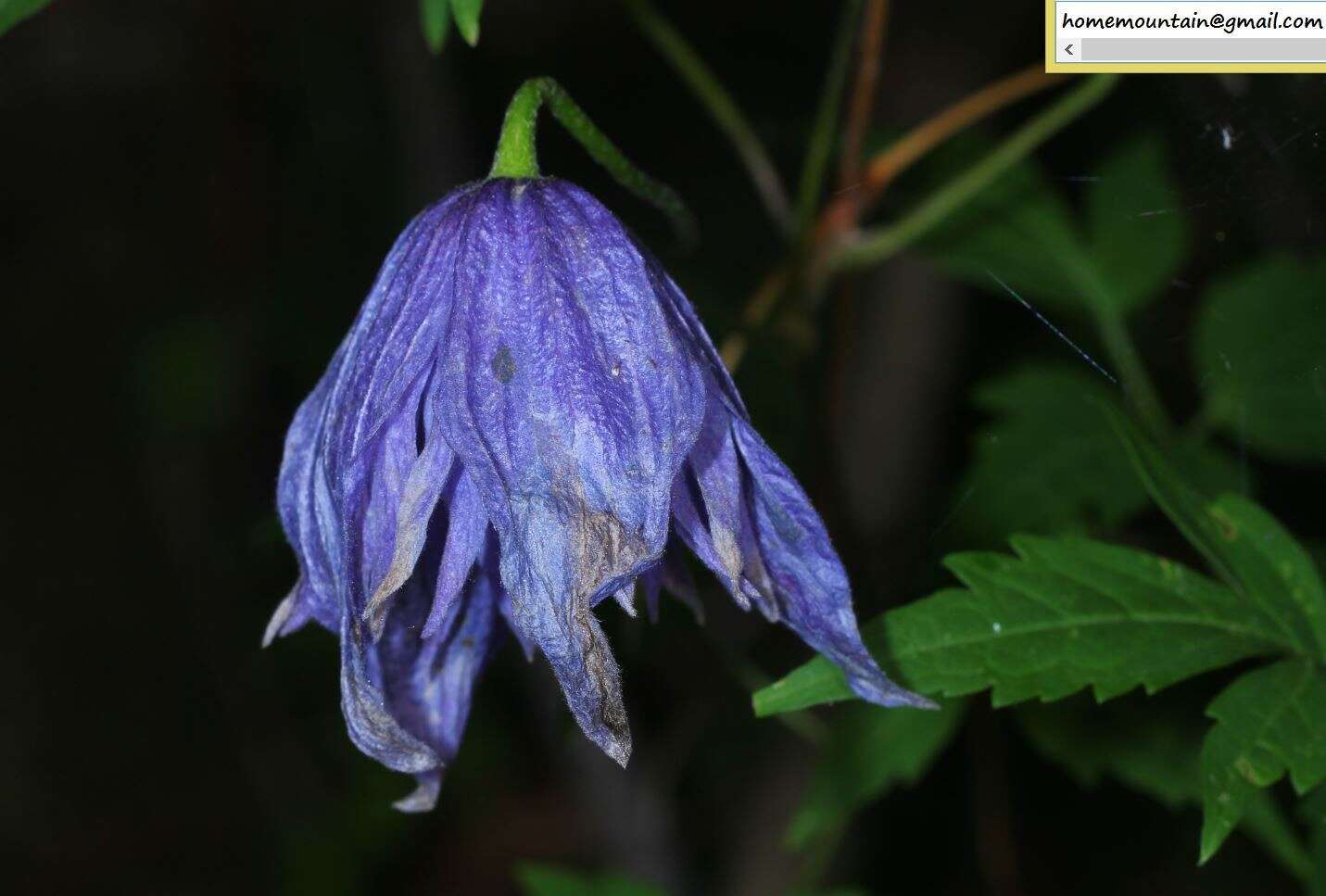 صورة Clematis macropetala Ledeb.