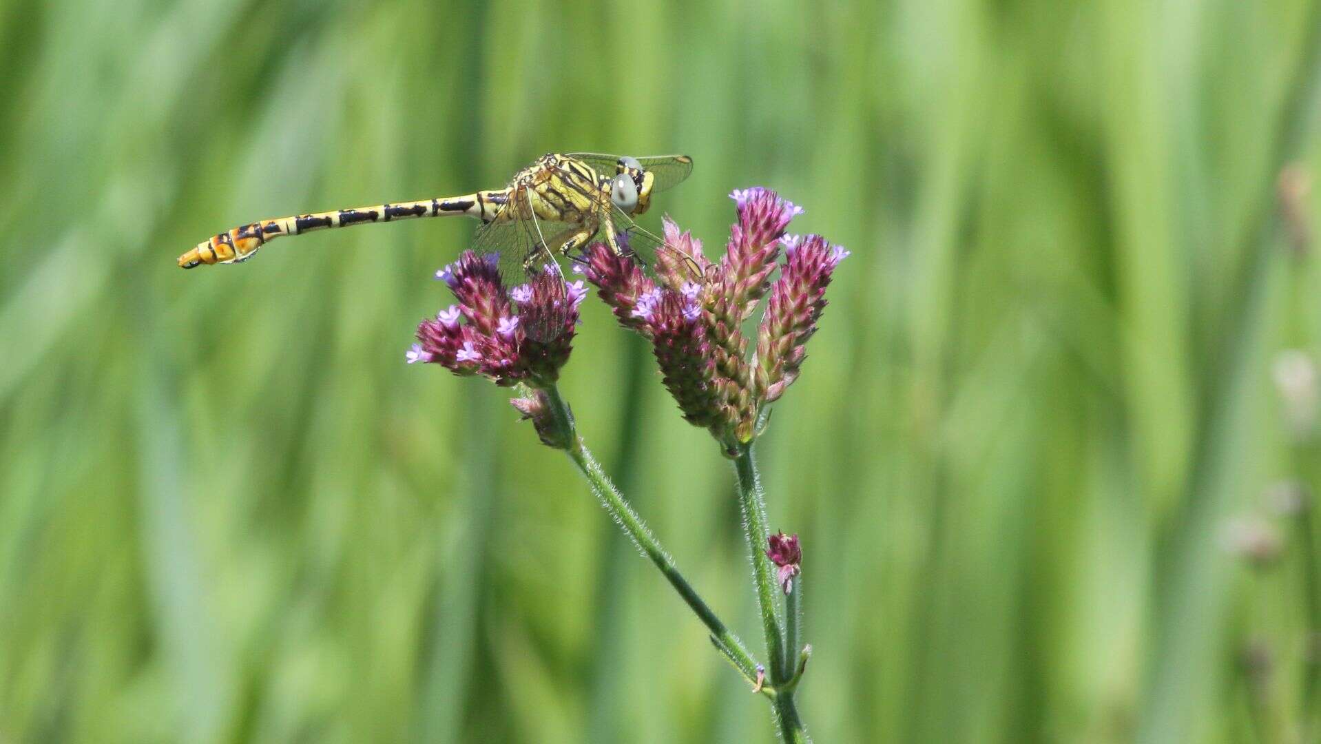 Sivun Onychogomphus supinus Hagen ex Selys 1854 kuva