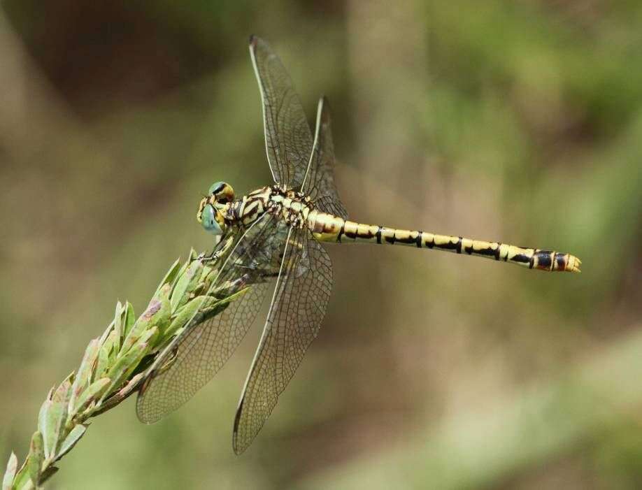 Sivun Onychogomphus supinus Hagen ex Selys 1854 kuva