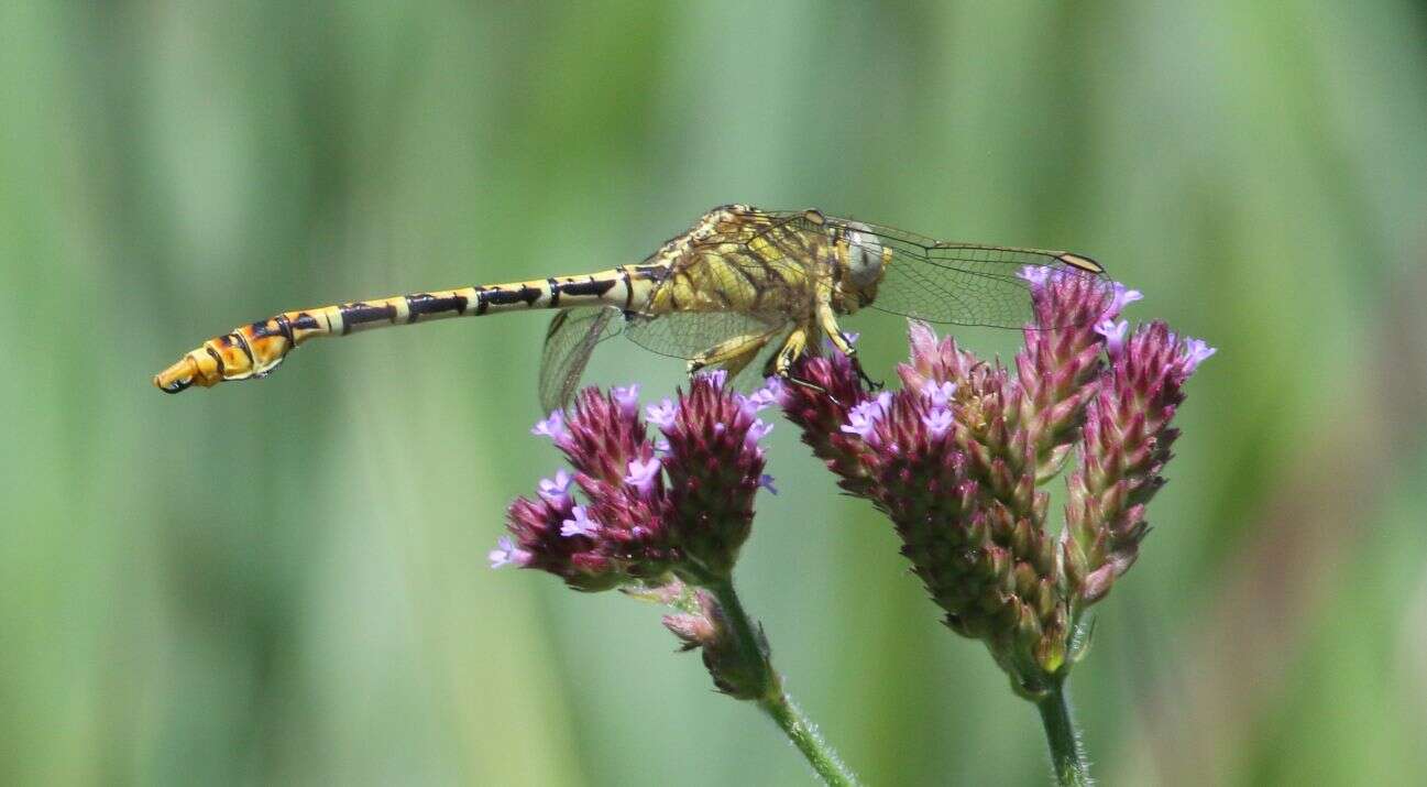 Sivun Onychogomphus supinus Hagen ex Selys 1854 kuva