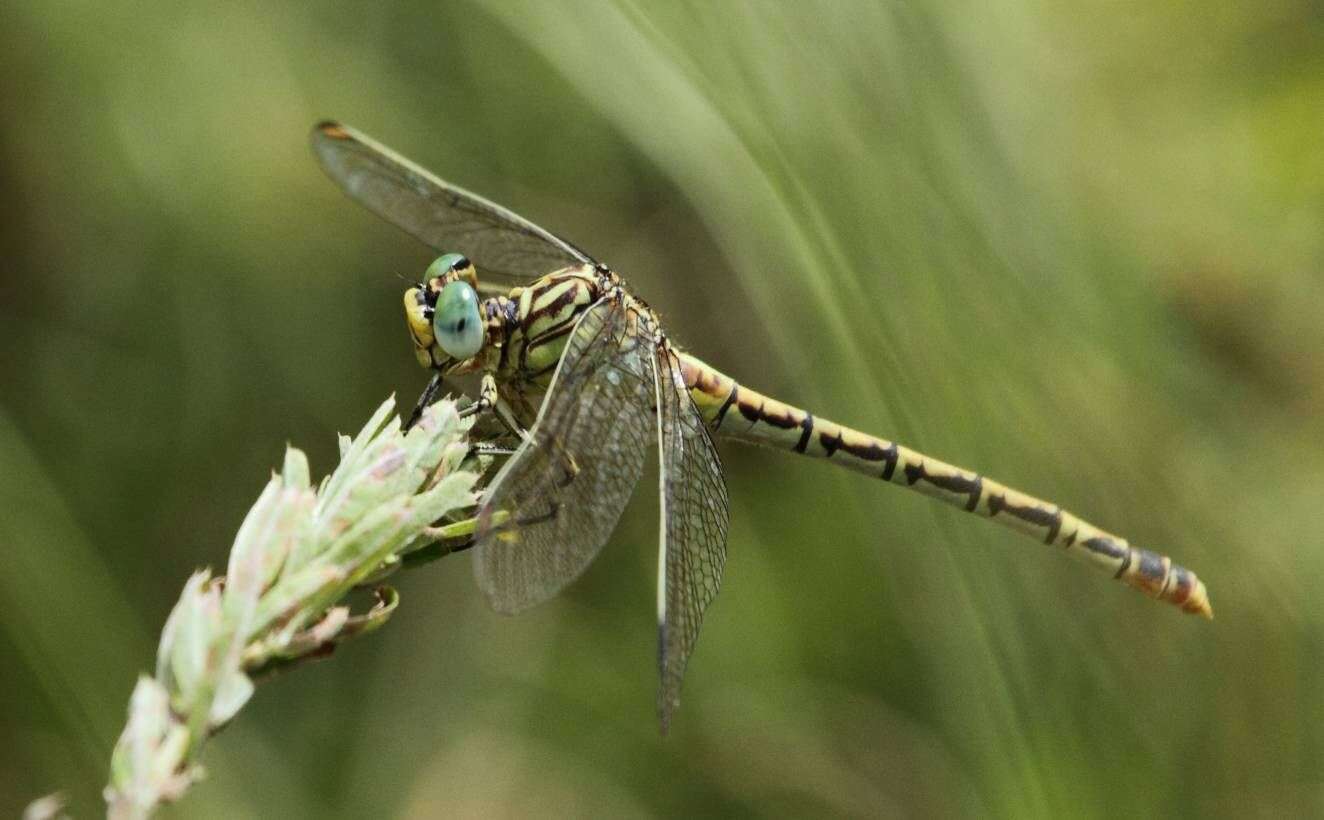 Sivun Onychogomphus supinus Hagen ex Selys 1854 kuva