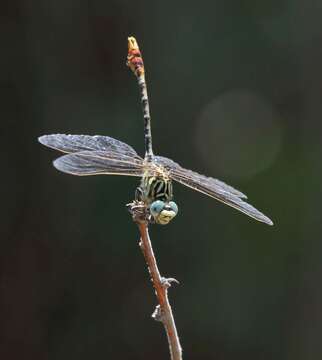 Image of Gorge Claspertail