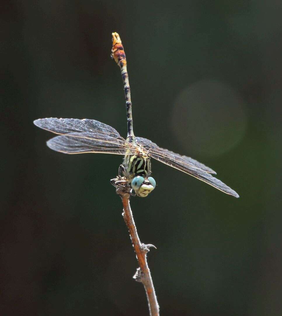 Sivun Onychogomphus supinus Hagen ex Selys 1854 kuva