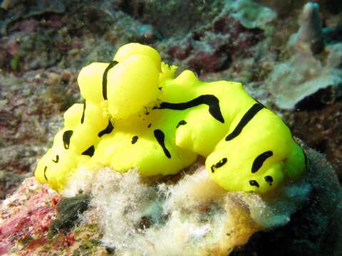 Image of Giant yellow nudibranch