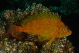 Image of Golden curlyfin