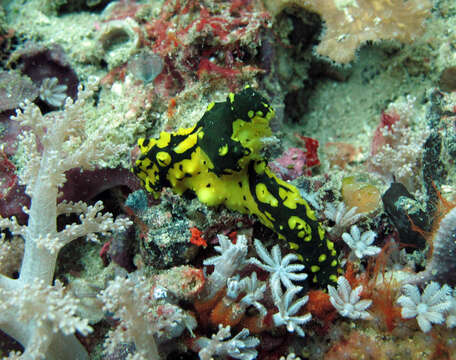 Image of Notodoris gardineri Eliot 1906