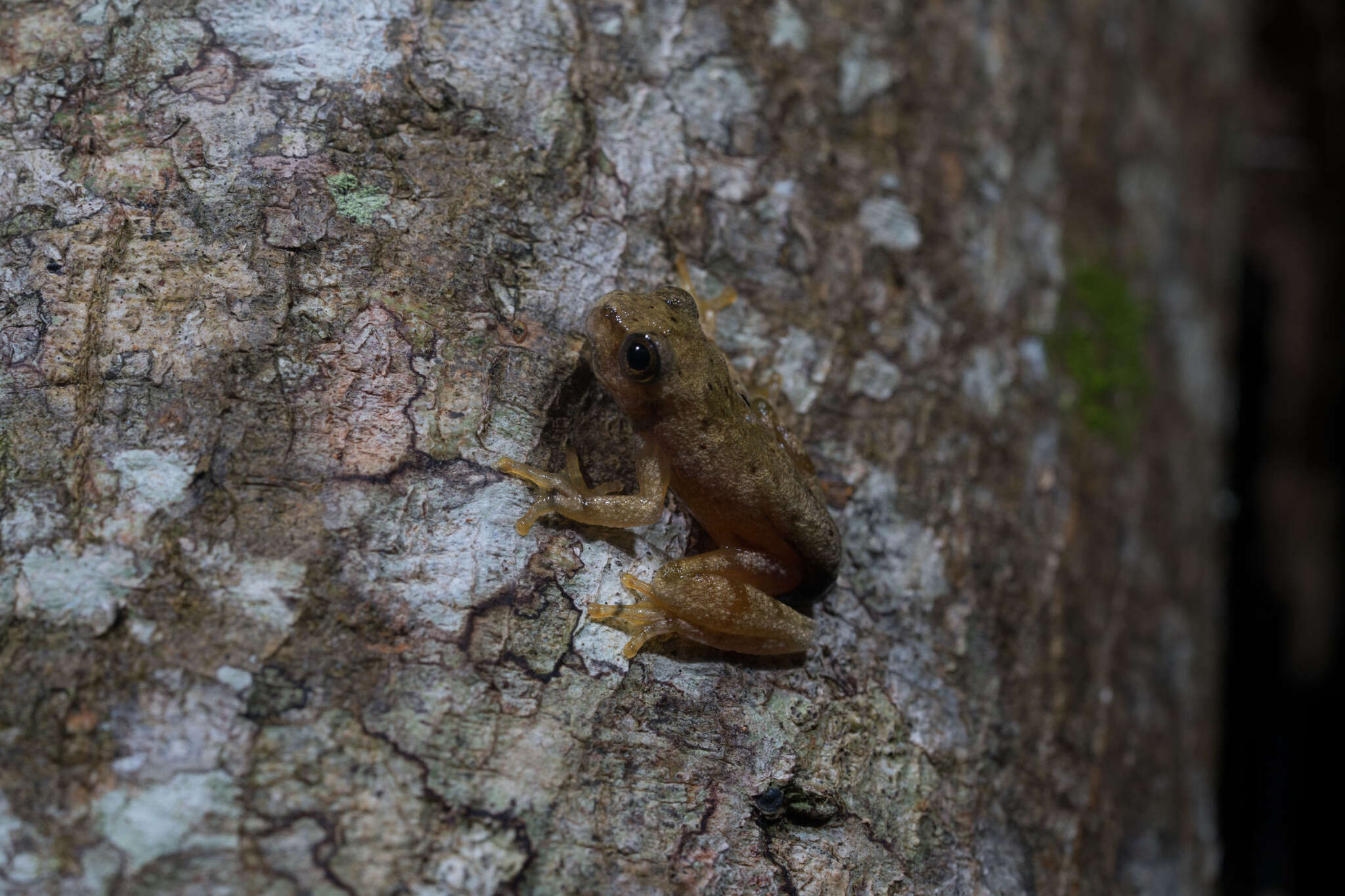 Image of Loquacious Treefrog