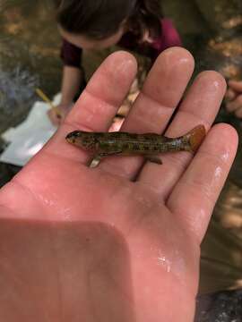 Image of Riverweed darter