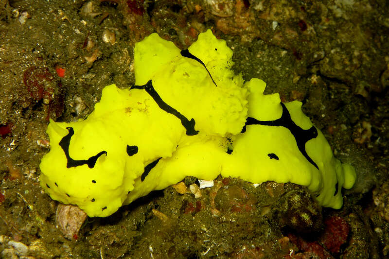 Image of Giant yellow nudibranch