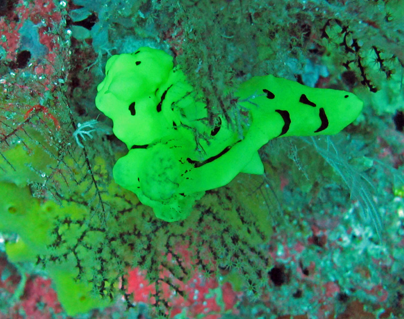 Image of Giant yellow nudibranch